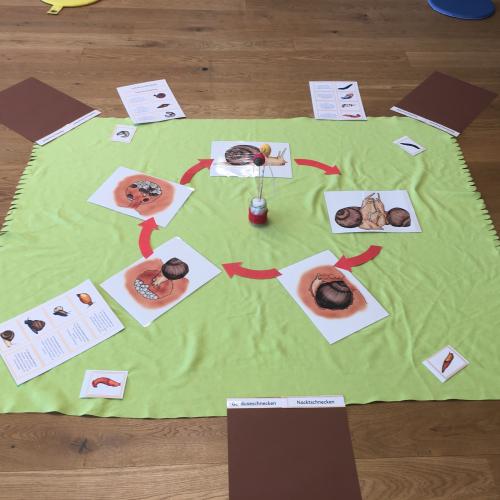 Schneckenprojekt_2023