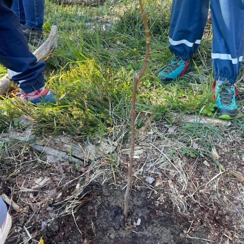 100 Bäume für den Mieminger Wald