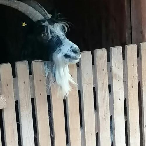 besuch am bauernhof 2024