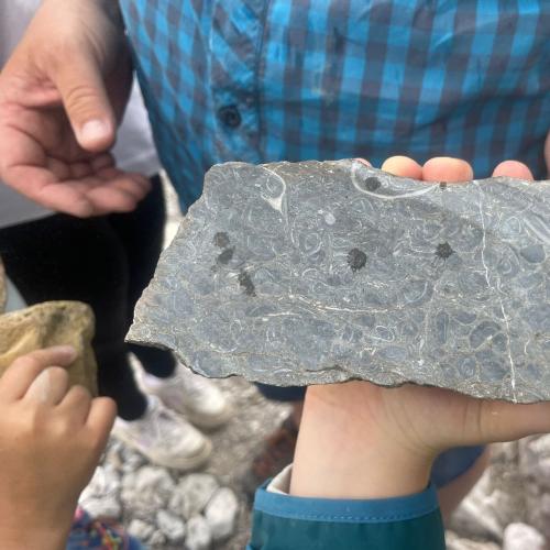 Fossiliensuche